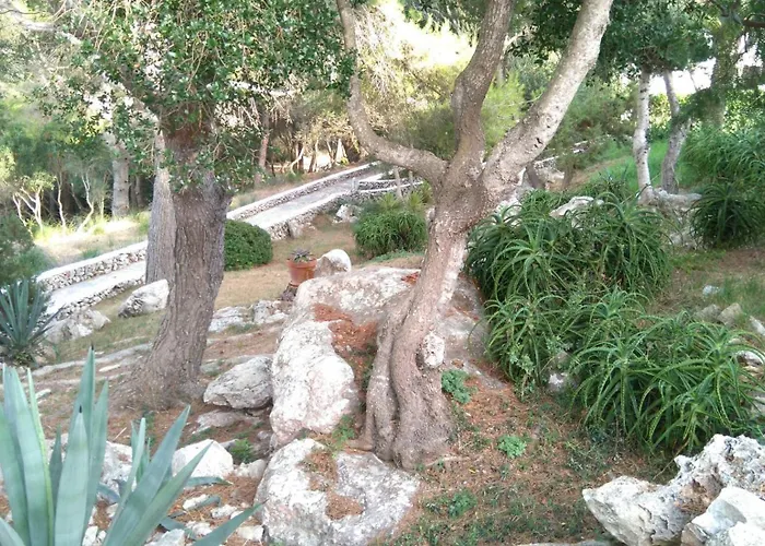 Bouganville אלאיור